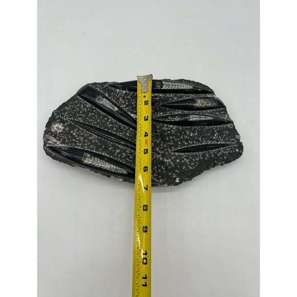 Fossils Orthoceras (???) Plate Plague SQUID, Home Decor 7" x 11"  READ - Picture 9 of 13